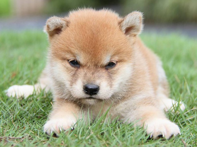 IMG_7863-shibainu Puppy