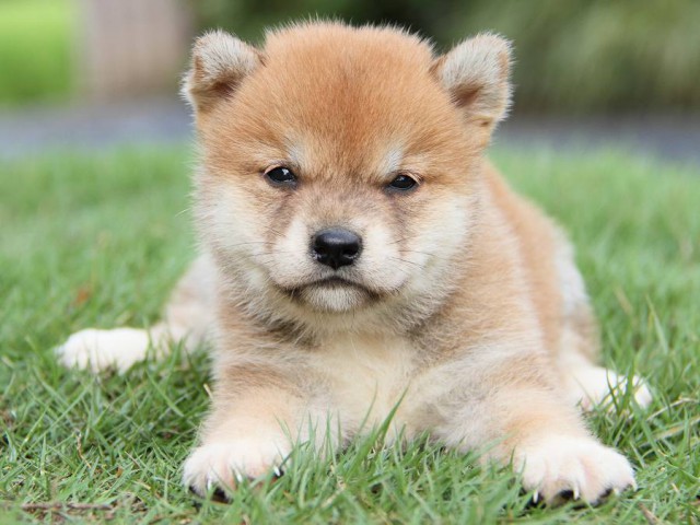 IMG_7864-shibainu Puppy