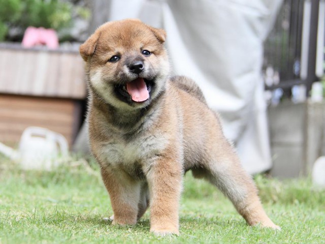 IMG_7989-shibainu Puppy