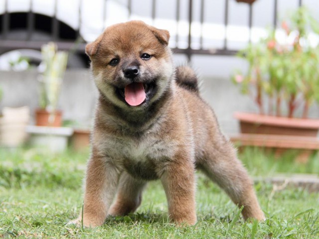 IMG_8015-shibainu Puppy