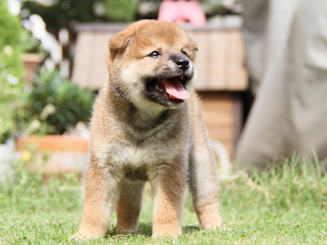 IMG_8028-shibainu Puppy