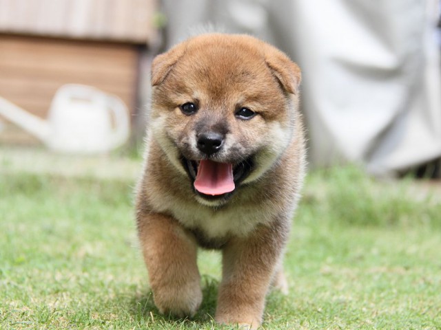 IMG_8048-shibainu Puppy