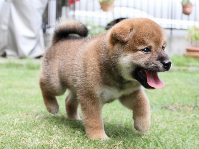 IMG_8076-shibainu Puppy