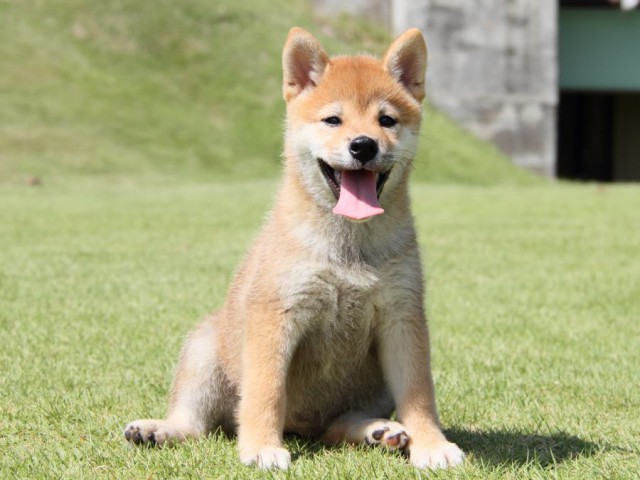 IMG_8351-shibainu-koinu