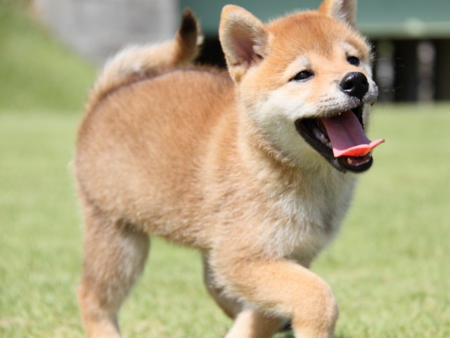 IMG_8353-shibainu-koinu