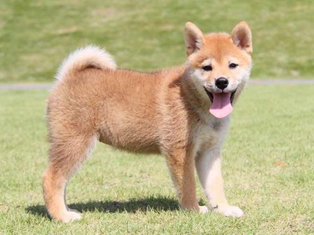 IMG_8388-shibainu-koinu