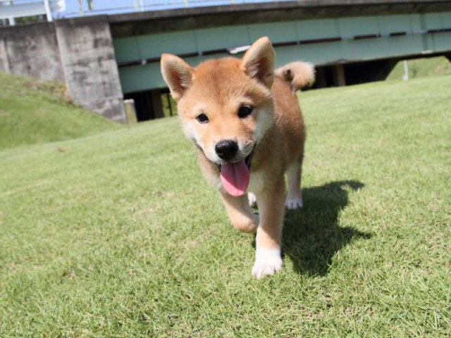 IMG_8446-shibainu-koinu