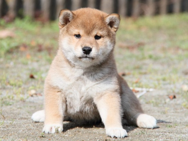 IMG_8492-shibainu-puppy