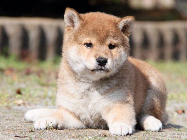 IMG_8493-shibainu-puppy