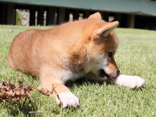 IMG_8503-shibainu-koinu