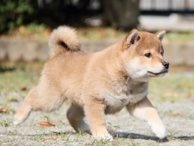 IMG_8516-shibainu-puppy