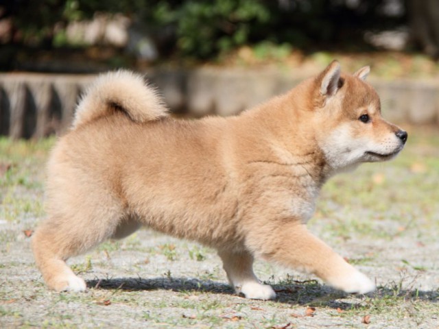 IMG_8541-shibainu-puppy