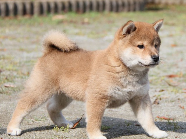 IMG_8552-shibainu-puppy