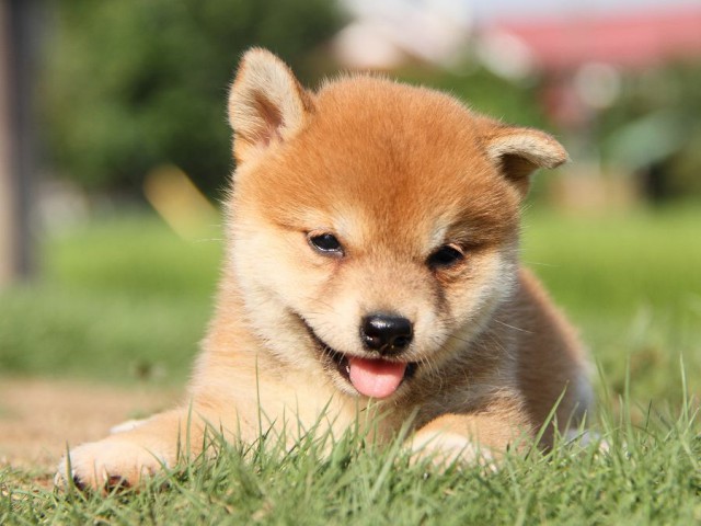 IMG_8854-shibainu Puppy