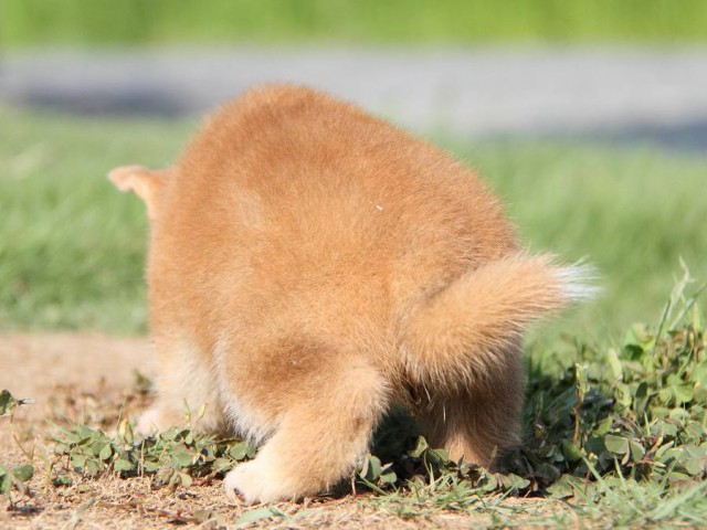 IMG_8863-shibainu Puppy