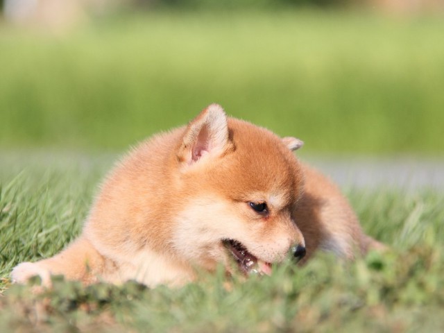 IMG_8868-shibainu Puppy