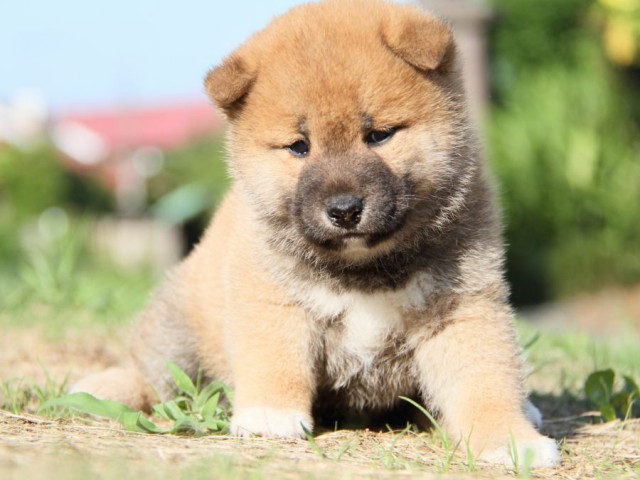 IMG_8931-shibainu-puppy