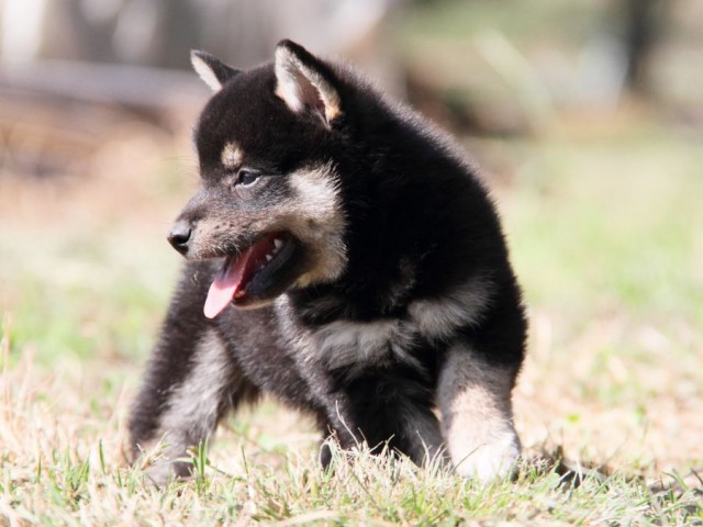 IMG_9138-shibainu-koinu