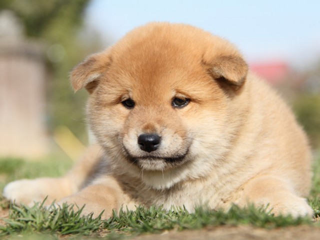 IMG_9644-shibainu-puppy