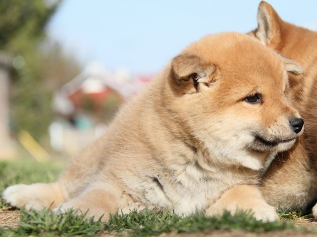 IMG_9651-shibainu-puppy