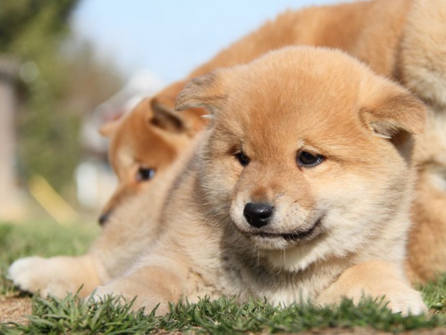 IMG_9652-shibainu-puppy