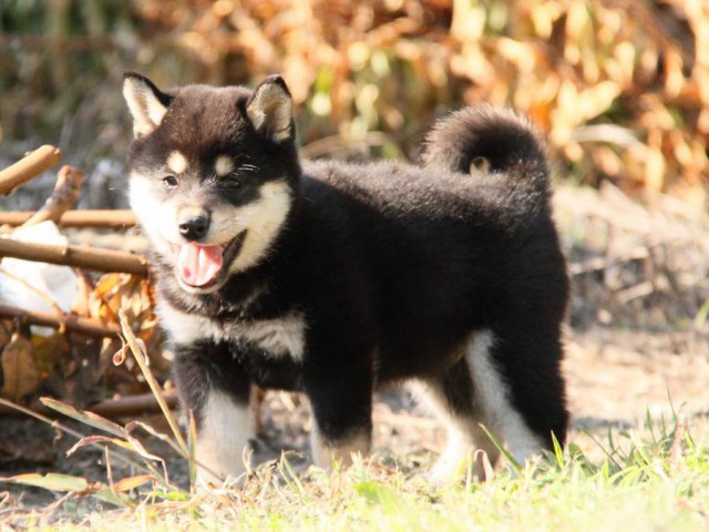 IMG_9674-shibainu-koinu