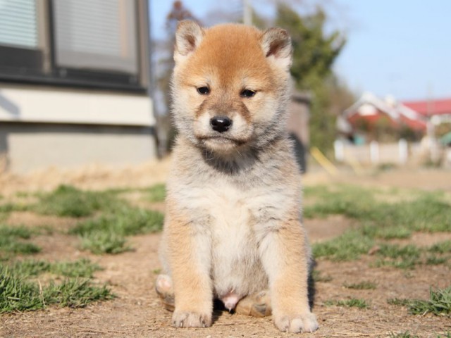 IMG_9734-shibainu-puppy