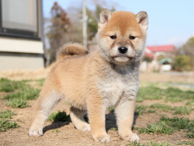 IMG_9738-shibainu-puppy