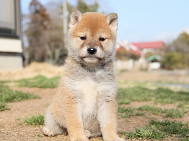 IMG_9745-shibainu-puppy