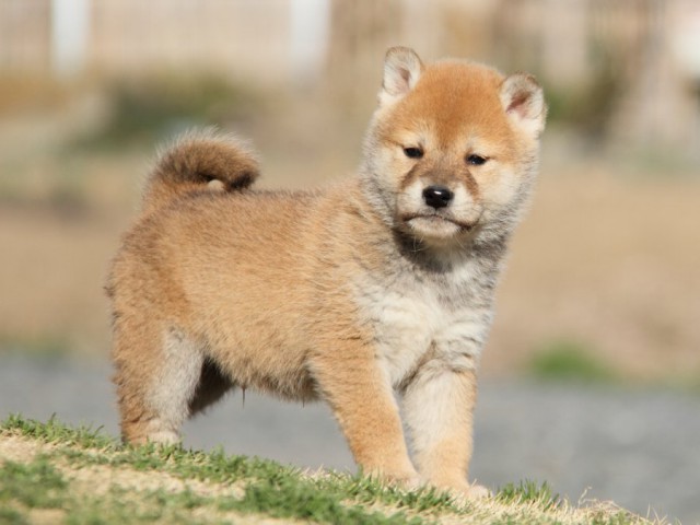 IMG_9765-shibainu-puppy