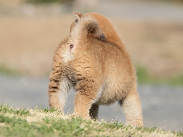 IMG_9772-shibainu-puppy