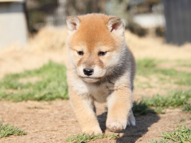 IMG_9781-shibainu-puppy