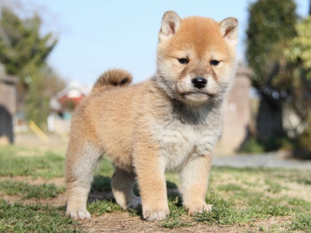 IMG_9785-shibainu-puppy