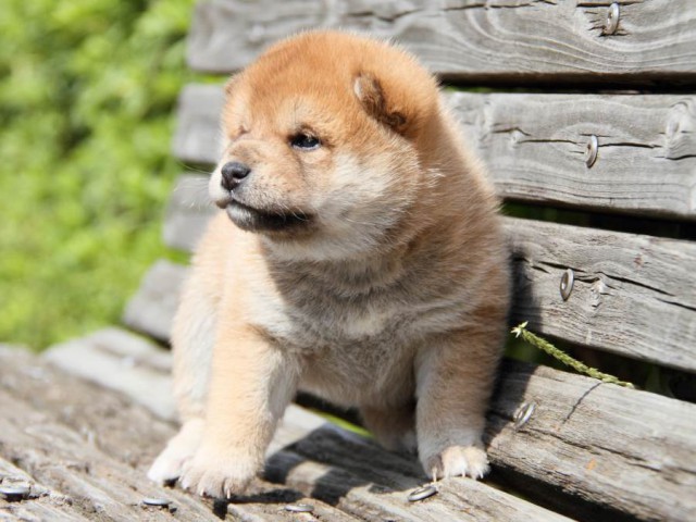 IMG_9815-shibainu-koinu