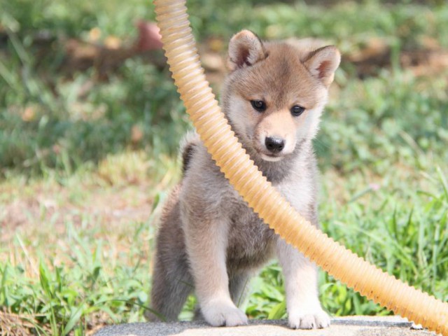 IMG_9833-shibainu-puppy