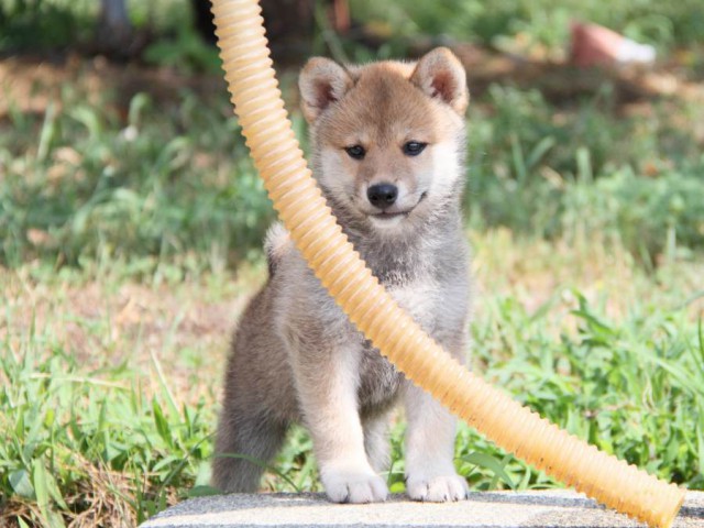 IMG_9845-shibainu-puppy