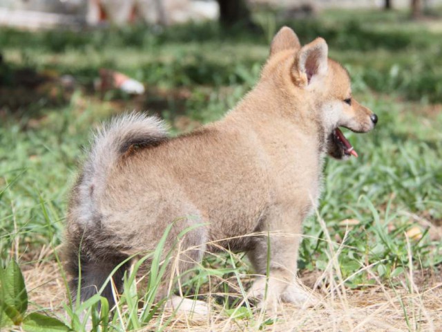 IMG_9876-shibainu-puppy