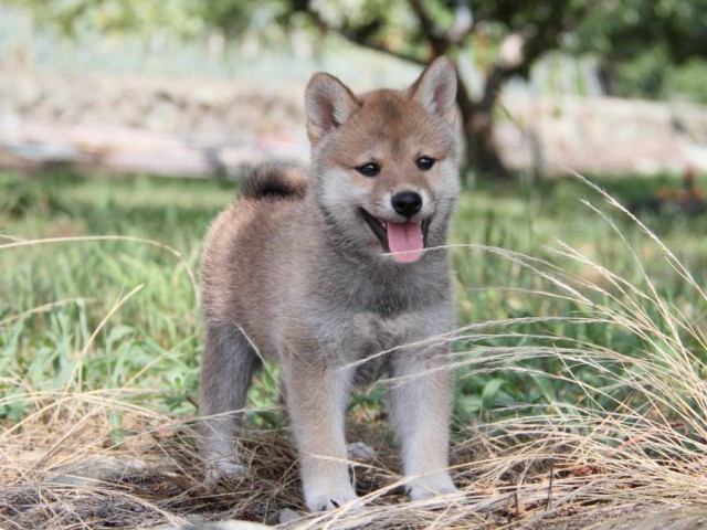 IMG_9899-shibainu-puppy