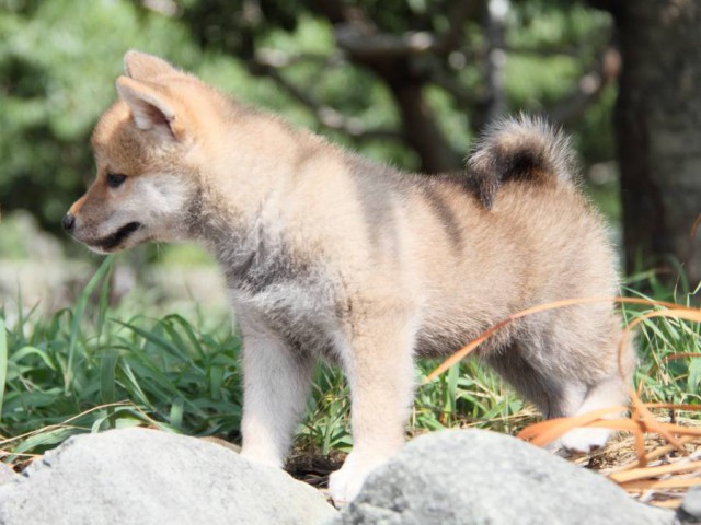 IMG_9920-shibainu-puppy