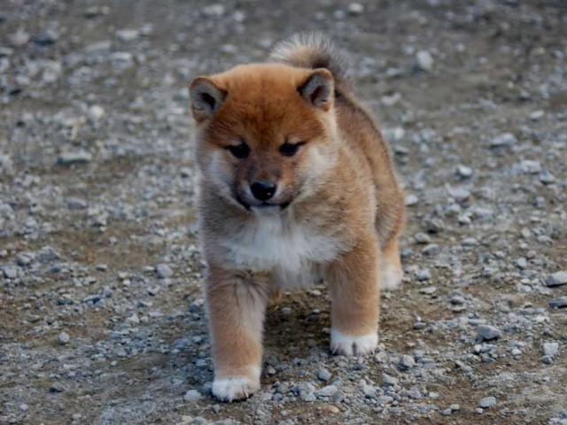 unnamed-shibainu-koinu