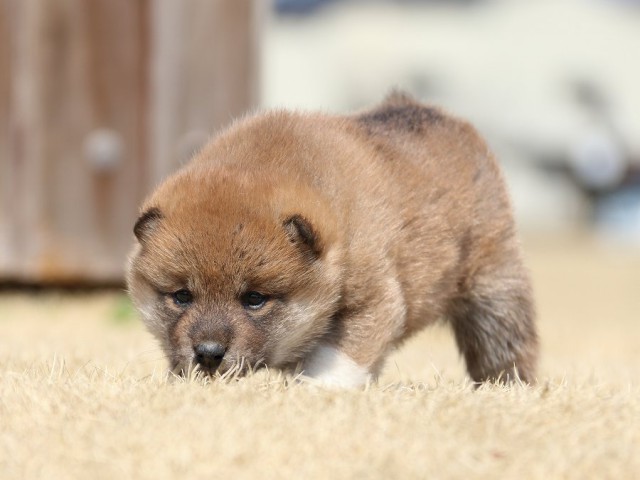 IMG_0133-koinu-puppy