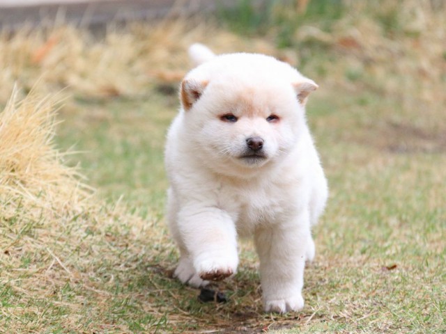 IMG_0598-shiba-puppy