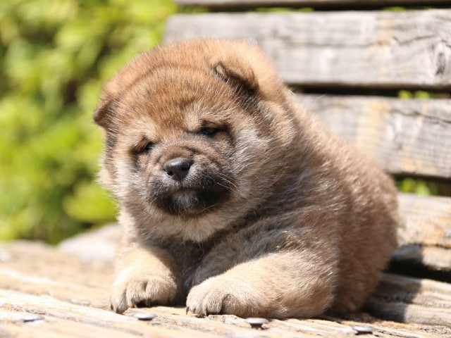 IMG_1191-shiba-puppy