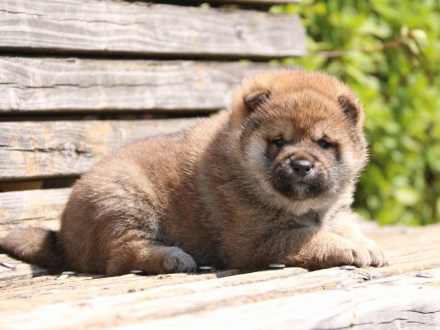 IMG_1206-shiba-puppy