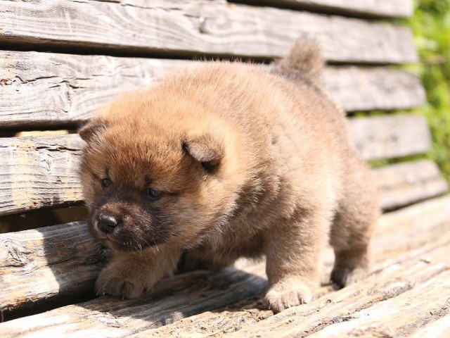 IMG_1267-shiba-puppy