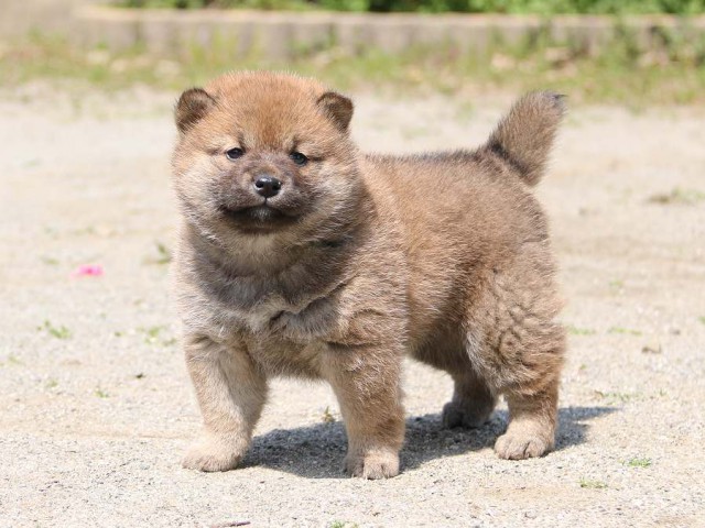 IMG_1302-shiba-puppy