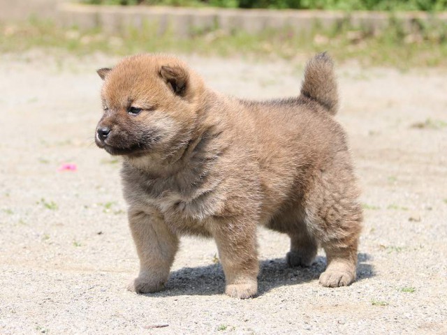 IMG_1308-shiba-puppy