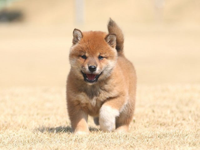 IMG_1344-shiba-shiba-puppy