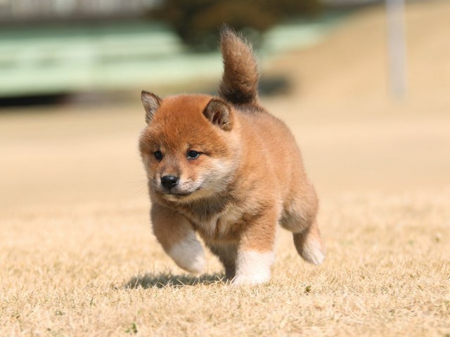 IMG_1349-shiba-shiba-puppy