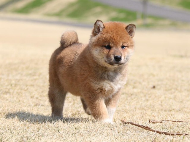 IMG_1358-shiba-shiba-puppy